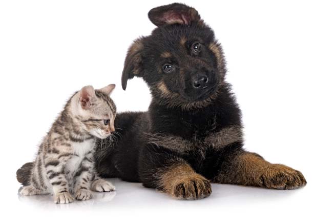 Gato e Cachorro sentados